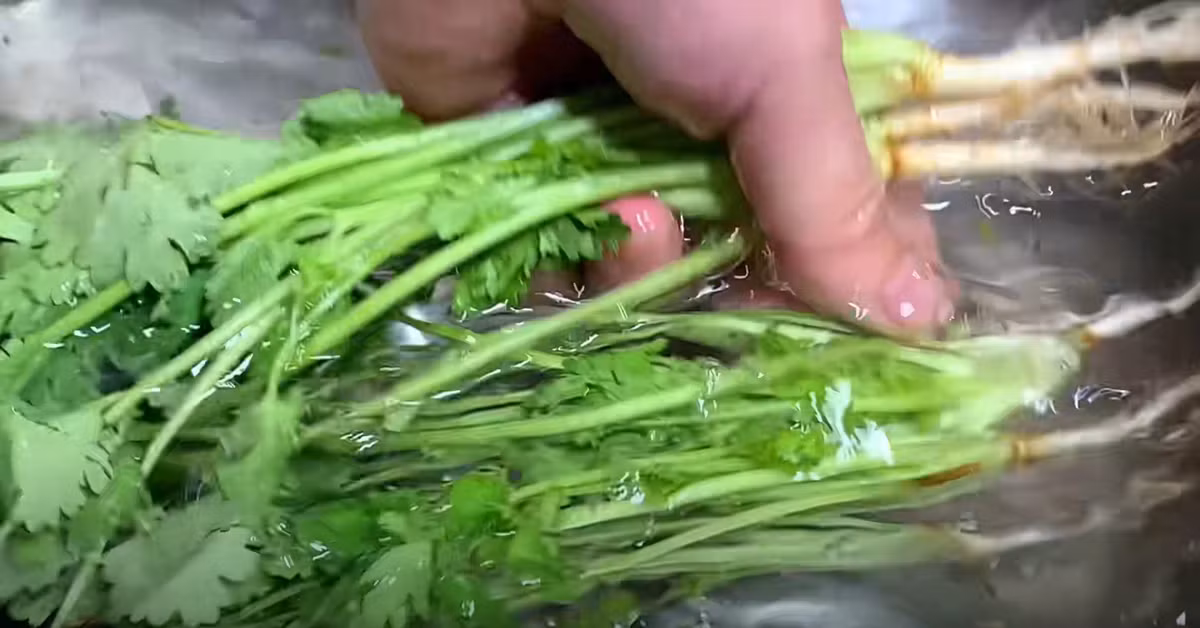 Loai rau “nho ma co vo”, khang sinh tu nhien, giup giai doc-Hinh-3