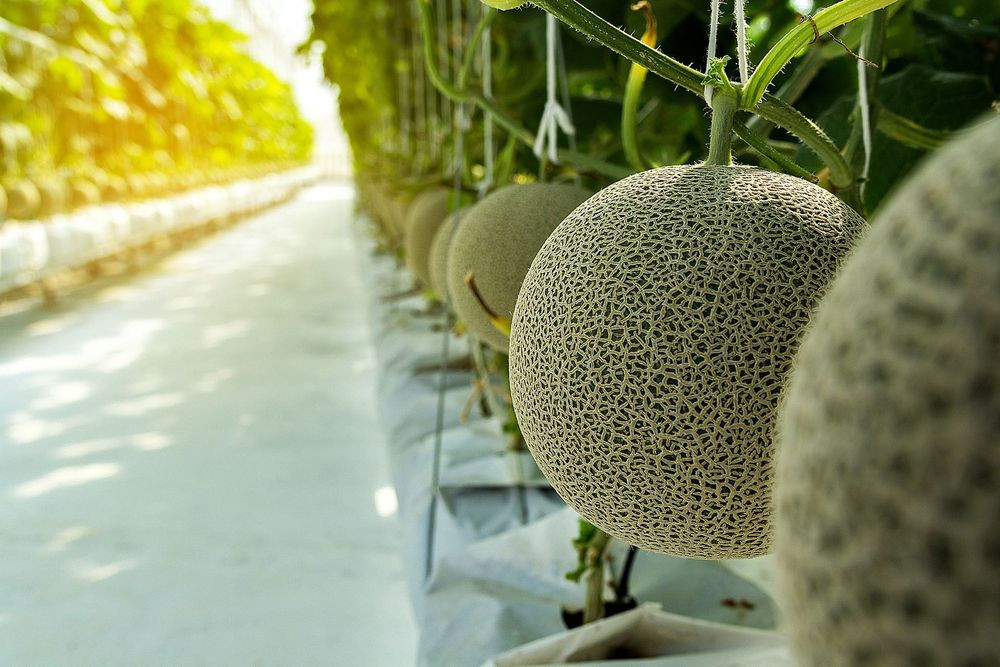  7. Dưa Nhật có giá vô cùng đắt đỏ. Loại trái cây này đóng một vai trò lớn trong văn hóa quà tặng của đất nước. Các samurai sẽ dâng quýt hoặc dưa cho tướng quân của họ như một sự biết ơn sâu sắc. Ngày nay, người nông dân tỉ mỉ chăm chút loại trái cây này vừa khiến cho dưa có ngoại hình đẹp mà chất lượng cũng cực kì tuyệt vời. Loại dưa này vô cùng nổi tiếng và có giá lên tới 200$ (gần 5 triệu đồng) một quả.