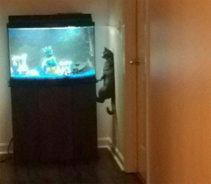 Có chú mèo đang thèm cá lắm rồi.