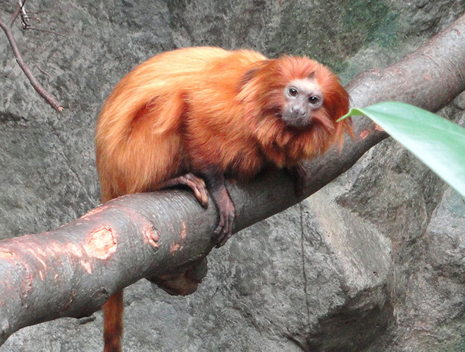 Thức ăn chủ yếu của loài khỉ này là côn trùng, trái cây hoặc các loài động vật nhỏ không xương sống.