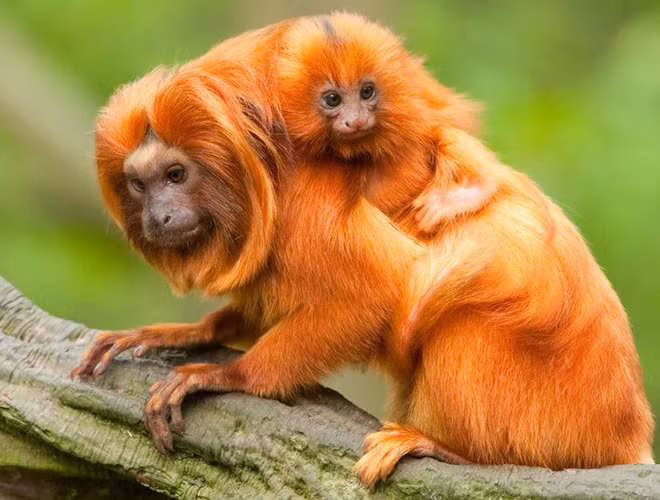Loài khỉ vàng sư tử Tamarin được xem là biểu tượng của vùng rừng ven biển Đại Tây Dương.