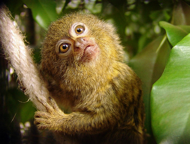 Khỉ đuôi sóc lùn sở hữu cặp mắt tinh nhanh, có tuổi thọ trung bình từ 11 – 12 năm, thậm chí lên đến 20 năm trong điều kiện phù hợp ở vườn thú.