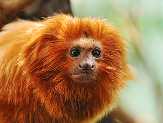 Bên cạnh đó, chúng còn sở hữu chiếc bờm dài, óng mượt xung quanh mặt giống như sư tử.