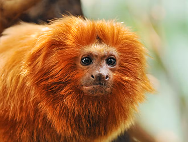 Bên cạnh đó, chúng còn sở hữu chiếc bờm dài, óng mượt xung quanh mặt giống như sư tử.