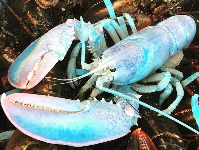 Hay như loài tôm hùm đa sắc cũng được biết đến là loài vật nhỏ và vô cùng quý hiếm, với xác xuất tìm thấy là 1/100.000.000.