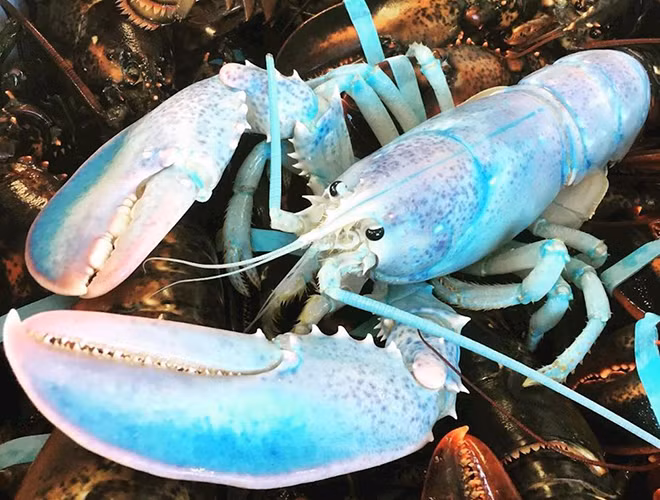 Hay như loài tôm hùm đa sắc cũng được biết đến là loài vật nhỏ và vô cùng quý hiếm, với xác xuất tìm thấy là 1/100.000.000.