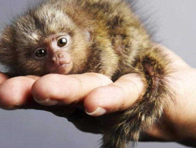 Đây là loài linh trưởng nhỏ nhất thế giới, với chiều cao khoảng 5 cm và nặng 15 g lúc mới sinh. Đến khi trưởng thành, khỉ có chiều cao trung bình từ 11 – 16 cm, nặng 85 – 140 g.