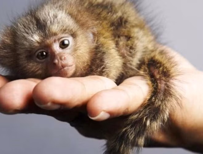 Đây là loài linh trưởng nhỏ nhất thế giới, với chiều cao khoảng 5 cm và nặng 15 g lúc mới sinh. Đến khi trưởng thành, khỉ có chiều cao trung bình từ 11 – 16 cm, nặng 85 – 140 g.