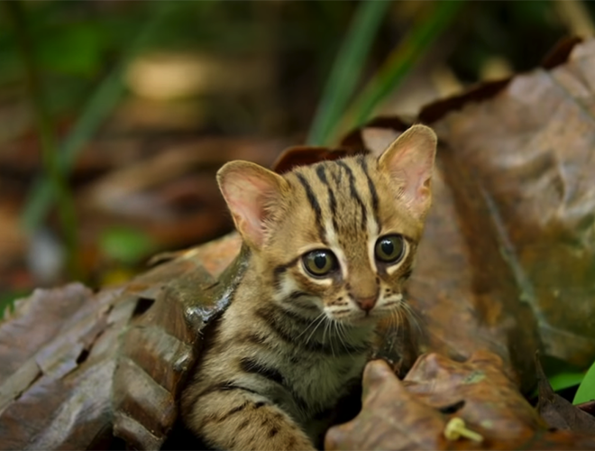 Mắt của mèo đốm gỉ tinh gấp 6 lần so với mắt con người, giúp chúng dễ dàng hơn trong quá trình săn mồi, khám phá thế giới xung quanh.