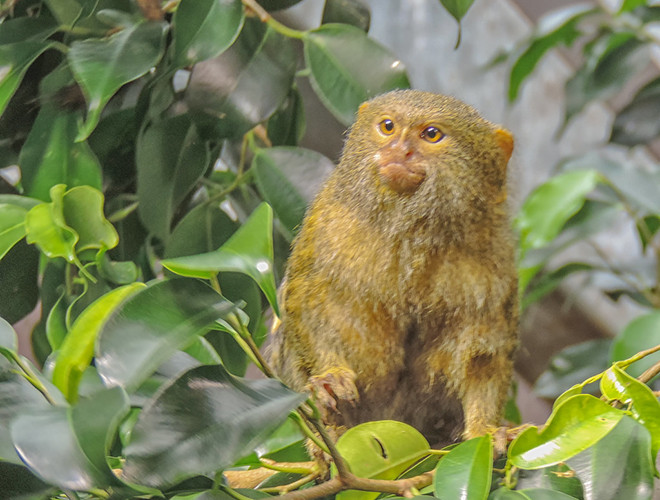 Khỉ đuôi sóc lùn sống theo bầy đàn, tập trung quanh ven bờ sông, những khu vực có nhiều bụi cây hoặc cạnh các nông trại.