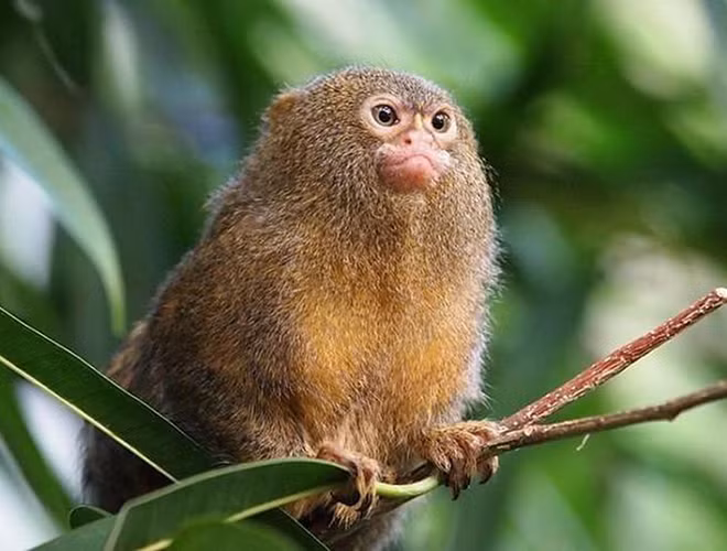 Loài động vật nhỏ và quý hiếm tiếp theo đó là khỉ đuôi sóc lùn, có nguồn gốc từ những cánh rừng nhiệt đới Amazon.