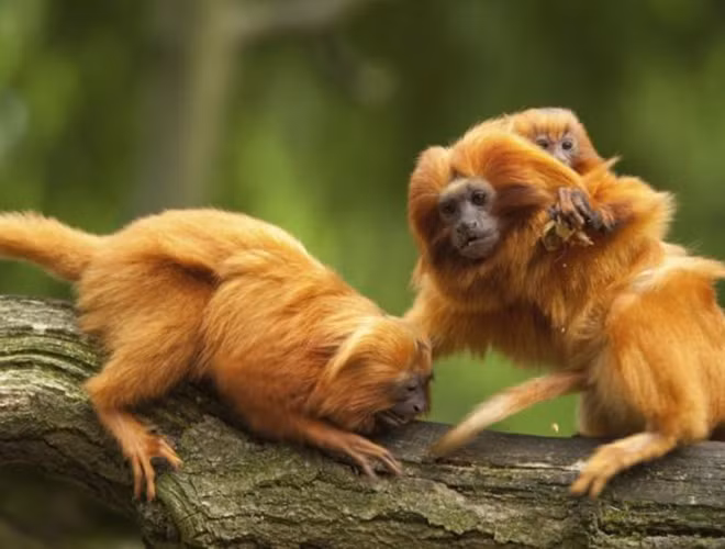 Khỉ Tamarin có ngoại hình nhỏ, chiều dài khoảng 33 cm, nặng khoảng 0,7 kg, nổi bật với bộ lông đỏ cam và vàng nâu đặc trưng.