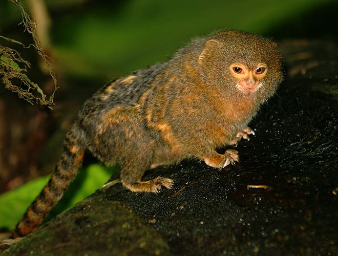 Không chỉ thu hút bởi vẻ ngoài nhỏ nhắn, chiếc miệng rộng, bộ lông vằn pha màu vàng và màu xám; khỉ đuôi sóc lùn còn gây ấn tượng bởi tài ngụy trang cực đỉnh trong các thân cây.