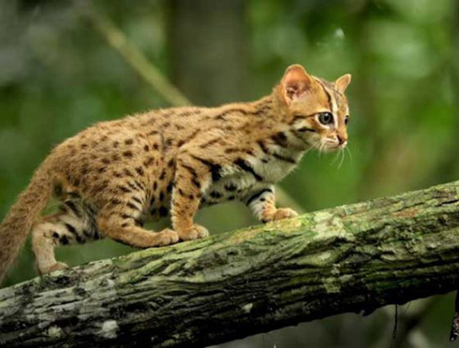 Loài mèo này rất nhanh nhẹn.