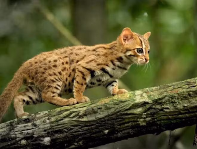 Loài mèo này rất nhanh nhẹn.