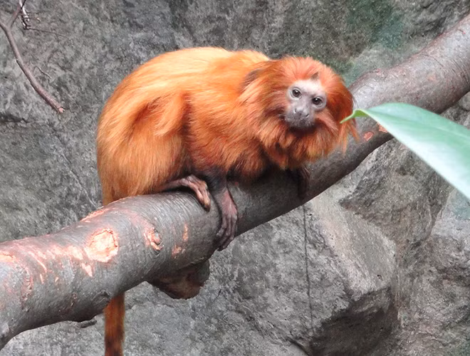 Thức ăn chủ yếu của loài khỉ này là côn trùng, trái cây hoặc các loài động vật nhỏ không xương sống.