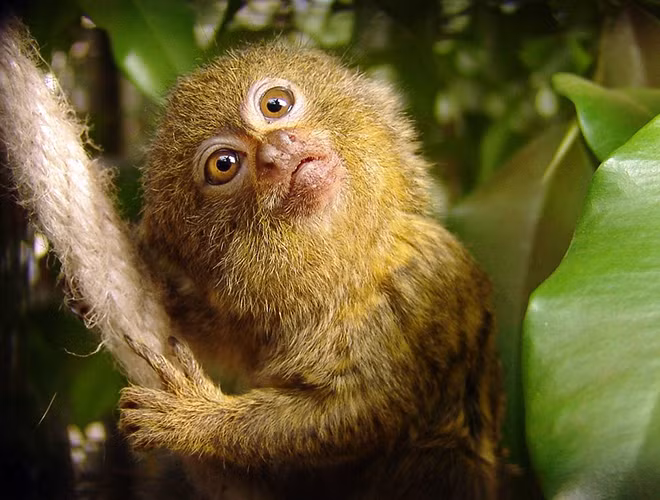 Khỉ đuôi sóc lùn sở hữu cặp mắt tinh nhanh, có tuổi thọ trung bình từ 11 – 12 năm, thậm chí lên đến 20 năm trong điều kiện phù hợp ở vườn thú.