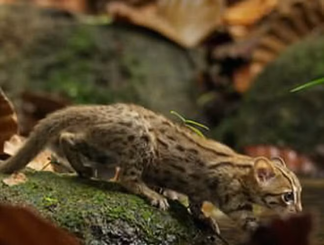 Đây là loài mèo quý hiếm, có bản tính năng động, dũng cảm, tuy nhiên, mèo đốm gỉ lại sống cô độc, không đi theo bầy đàn.