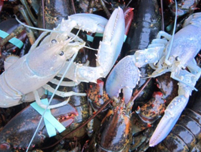 Lớp vỏ của tôm hùm đa sắc bao gồm các màu như: xanh dừa, hồng, xanh pastel… Điểm đặc biệt là những tông màu này đều rất nhạt.