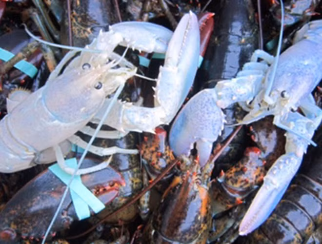 Lớp vỏ của tôm hùm đa sắc bao gồm các màu như: xanh dừa, hồng, xanh pastel… Điểm đặc biệt là những tông màu này đều rất nhạt.