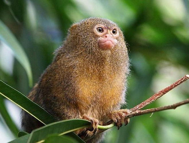 Loài động vật nhỏ và quý hiếm tiếp theo đó là khỉ đuôi sóc lùn, có nguồn gốc từ những cánh rừng nhiệt đới Amazon.