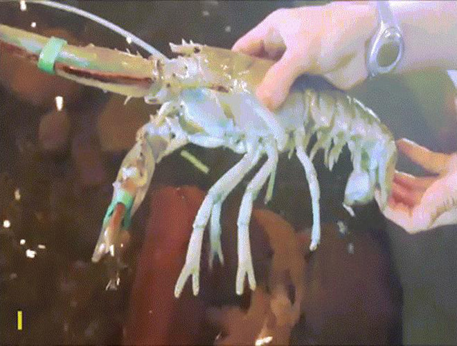 Nguyên nhân đằng sau màu sắc kỳ lạ này đó là do đột biến gene và lượng thức ăn mà loại tôm này tiêu thụ có sắc tố thấp.