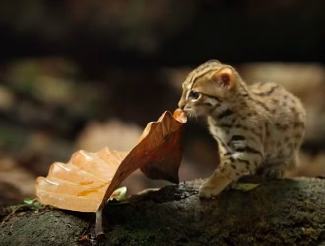 Chúng sở hữu bộ lông mềm mượt, có màu nâu xám, xen kẽ là những đốm gỉ trên lưng và phần bên cạnh sườn.