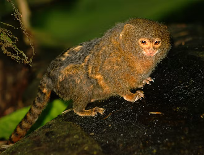 Không chỉ thu hút bởi vẻ ngoài nhỏ nhắn, chiếc miệng rộng, bộ lông vằn pha màu vàng và màu xám; khỉ đuôi sóc lùn còn gây ấn tượng bởi tài ngụy trang cực đỉnh trong các thân cây.