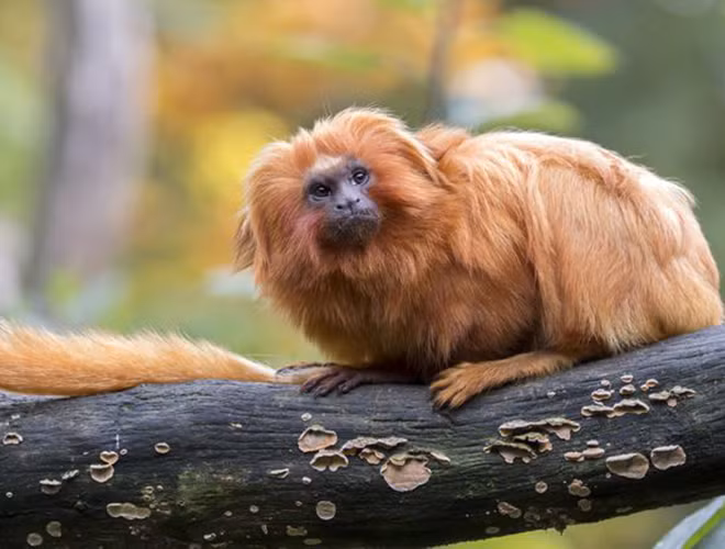Khỉ vàng sư tử Tamarin dành gần như cả đời để sống trên cây. Đôi tay nhỏ nhanh nhẹn giúp chúng cầm nắm, săn mồi dễ dàng trong không gian nhỏ hẹp.