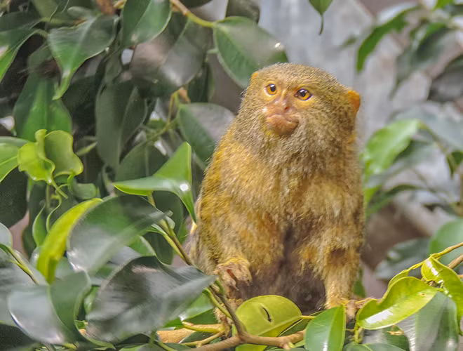 Khỉ đuôi sóc lùn sống theo bầy đàn, tập trung quanh ven bờ sông, những khu vực có nhiều bụi cây hoặc cạnh các nông trại.