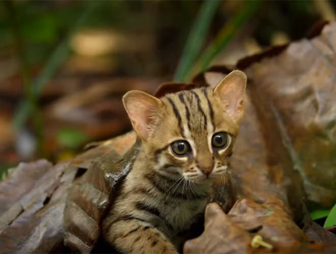 Mắt của mèo đốm gỉ tinh gấp 6 lần so với mắt con người, giúp chúng dễ dàng hơn trong quá trình săn mồi, khám phá thế giới xung quanh.