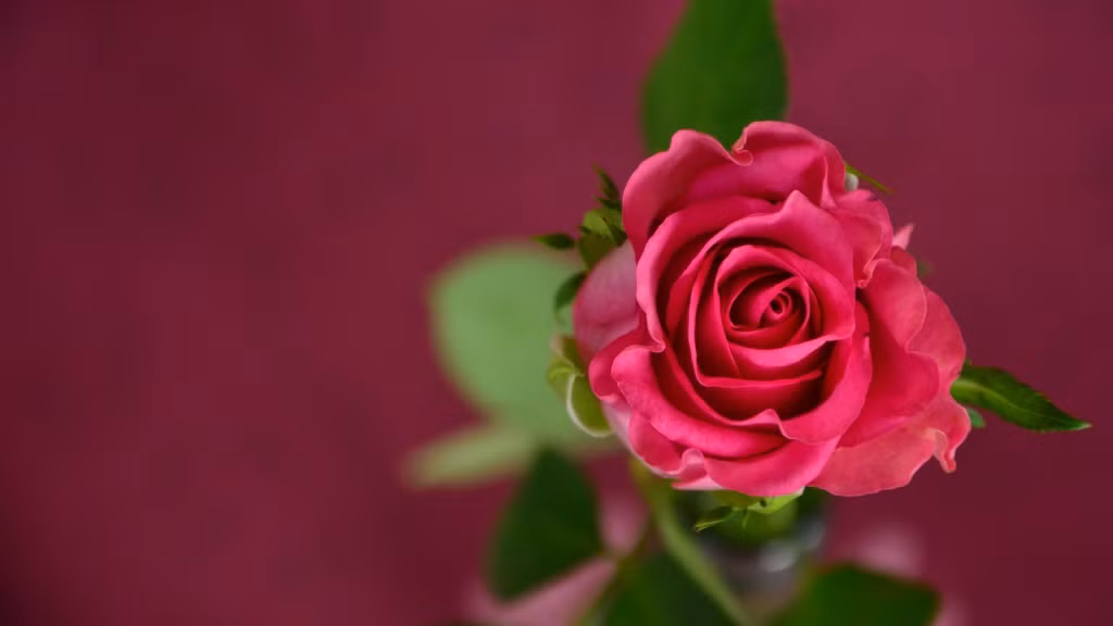 Tu thang 4 Am lich, 3 con giap ham hoc hoi-Hinh-3