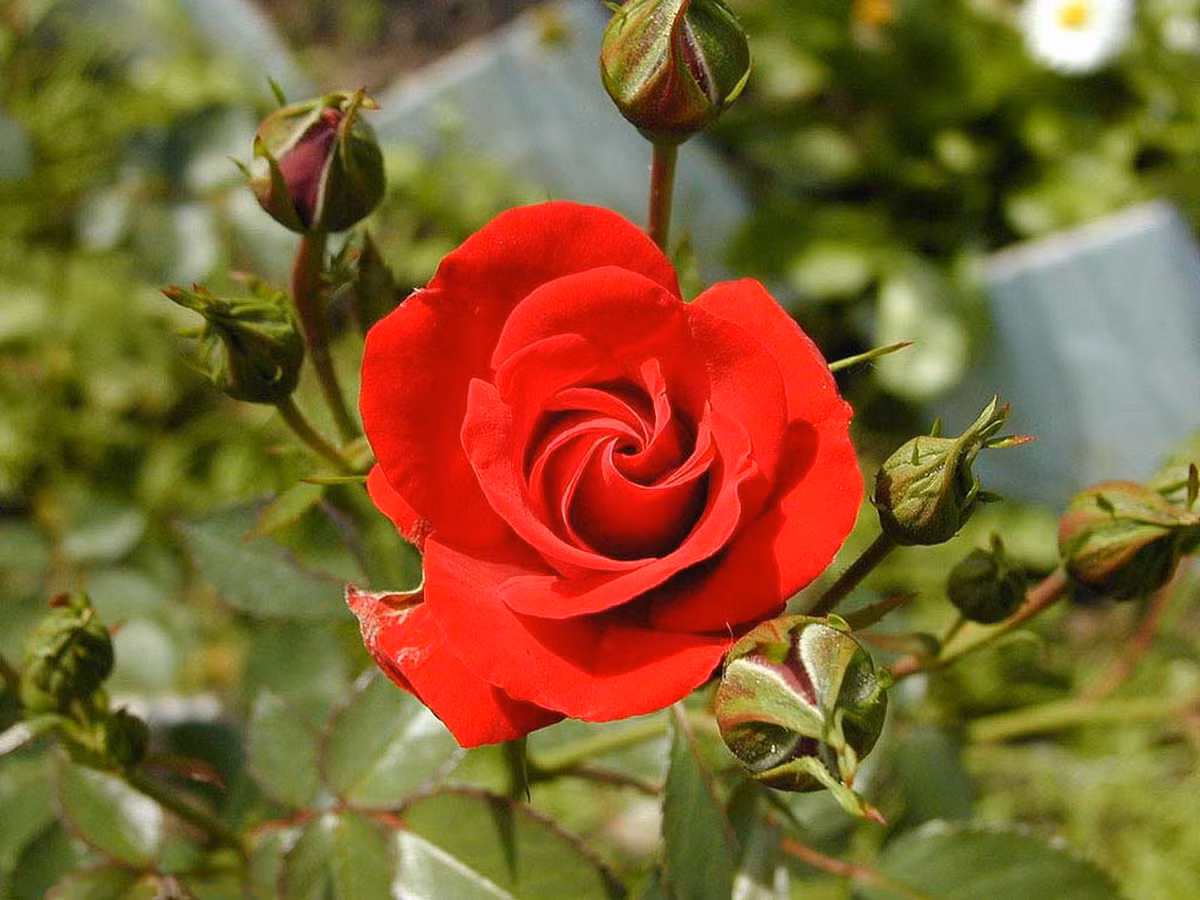 Cuoi thang 5, 3 con giap gap duoc quy nhan-Hinh-3