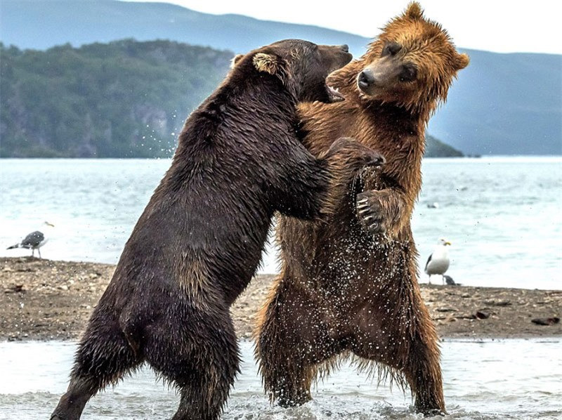 Màn “đấu quyền anh” kịch tính của hai chú gấu khổng lồ ảnh 3