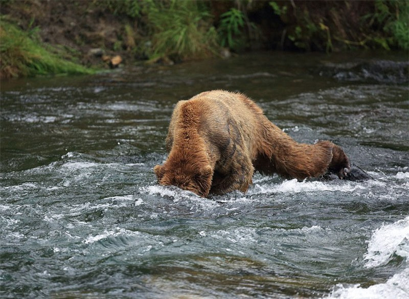 Màn “đấu quyền anh” kịch tính của hai chú gấu khổng lồ ảnh 11