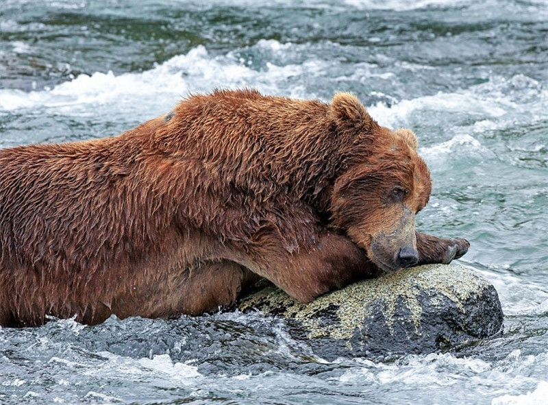 Màn “đấu quyền anh” kịch tính của hai chú gấu khổng lồ ảnh 8