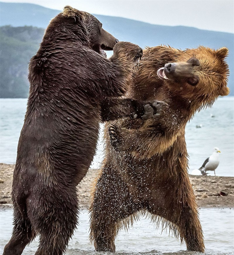 Màn “đấu quyền anh” kịch tính của hai chú gấu khổng lồ ảnh 2