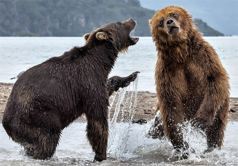 Màn “đấu quyền anh” kịch tính của hai chú gấu khổng lồ ảnh 1