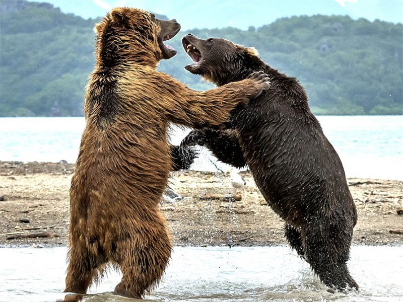 Màn “đấu quyền anh” kịch tính của hai chú gấu khổng lồ ảnh 6