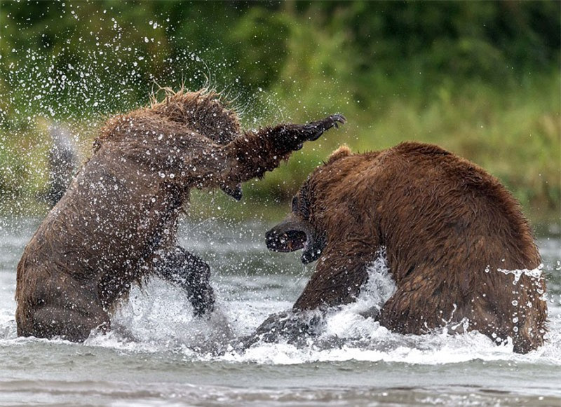 Màn “đấu quyền anh” kịch tính của hai chú gấu khổng lồ ảnh 4