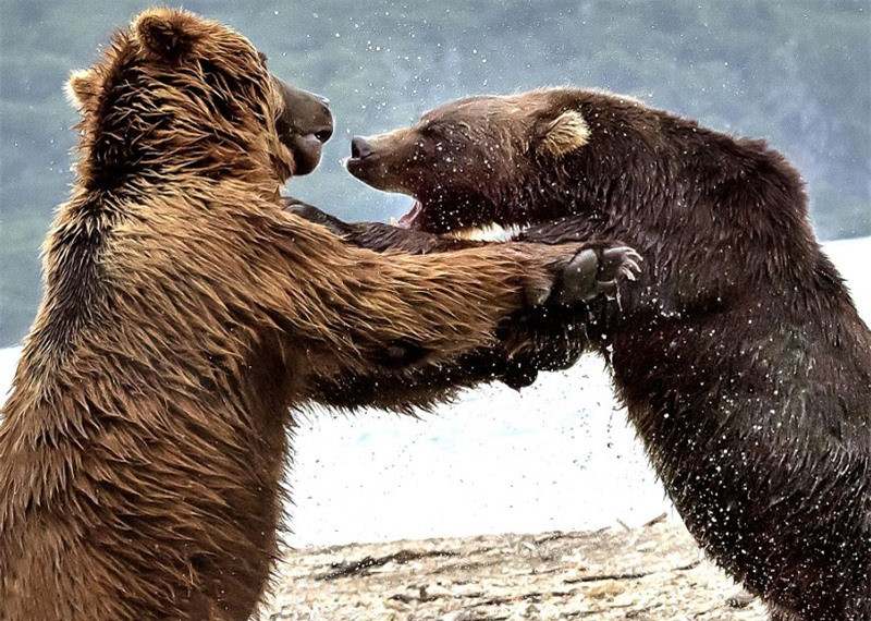 Màn “đấu quyền anh” kịch tính của hai chú gấu khổng lồ ảnh 5