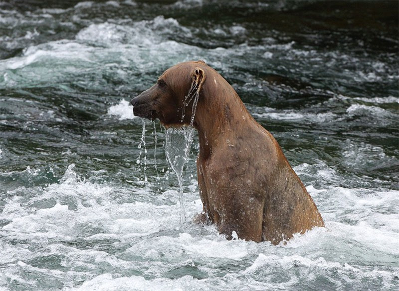 Màn “đấu quyền anh” kịch tính của hai chú gấu khổng lồ ảnh 10