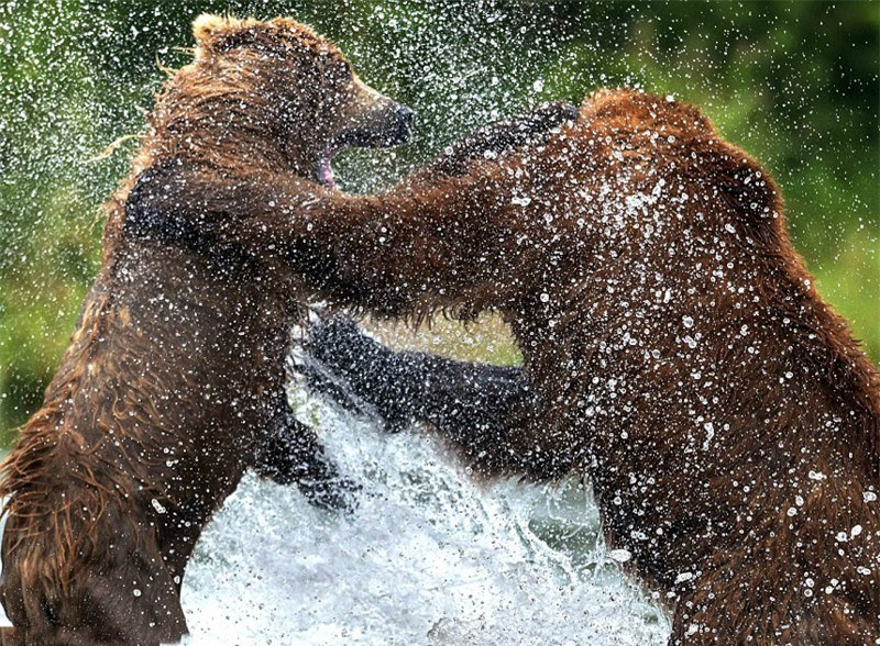 Màn “đấu quyền anh” kịch tính của hai chú gấu khổng lồ ảnh 7