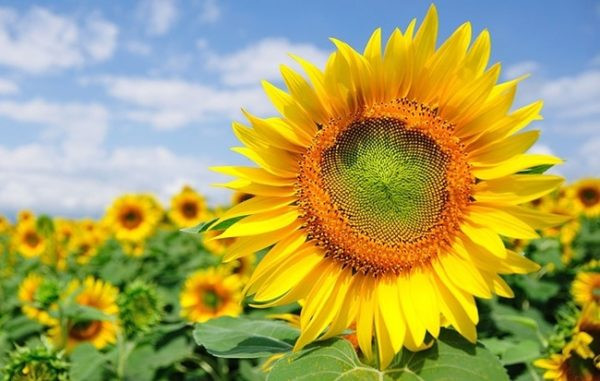 Nửa cuối tháng 3 Âm lịch, 3 con giáp biết cách thích nghi - Hình 2 Nua cuoi thang 3 Am lich, 3 con giap biet cach thich nghi-Hinh-2