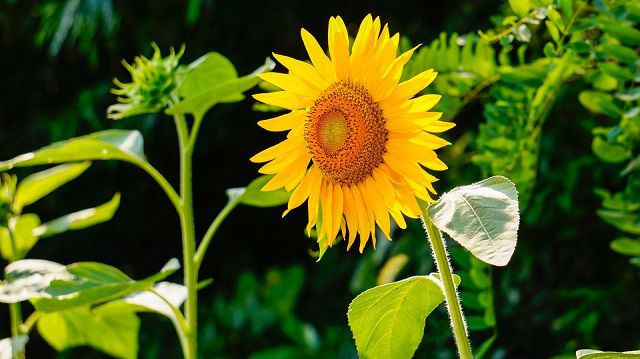 Nửa cuối tháng 3 Âm lịch, 3 con giáp biết cách thích nghi Nua cuoi thang 3 Am lich, 3 con giap biet cach thich nghi