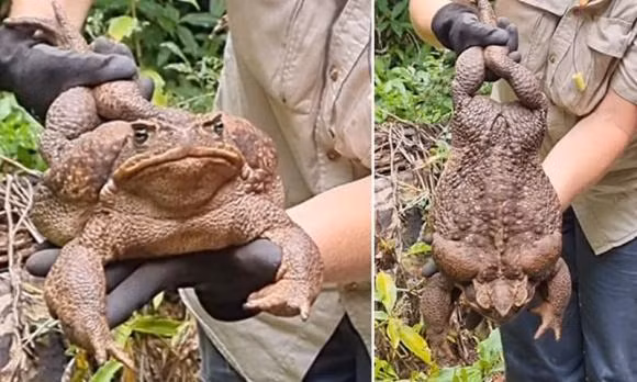 Loài cóc to nhất thế giới với kích thước gần bằng con mèo Loai coc to nhat the gioi voi kich thuoc gan bang con meo