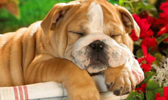 Trong 1 tuan toi, 4 con giap se dai phat dai loc-Hinh-3