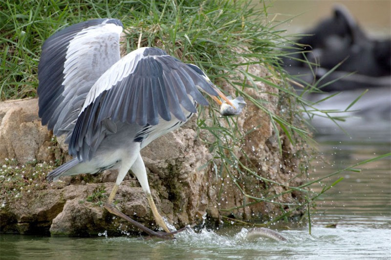 Cận cảnh mà cướp mồi ngoạn mục từ miệng rắn của chim diệc ảnh 4 Cận cảnh mà cướp mồi ngoạn mục từ miệng rắn của chim diệc ảnh 4