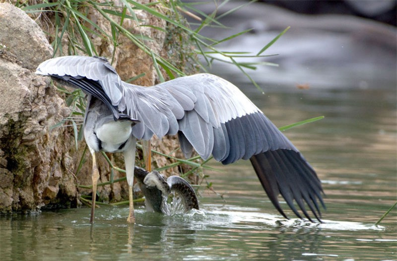 Cận cảnh mà cướp mồi ngoạn mục từ miệng rắn của chim diệc ảnh 3 Cận cảnh mà cướp mồi ngoạn mục từ miệng rắn của chim diệc ảnh 3