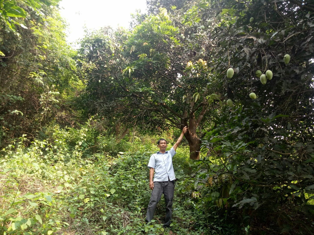 Trong xoai cat moc dac san o Binh Dinh, chua bao gio lo e-Hinh-2